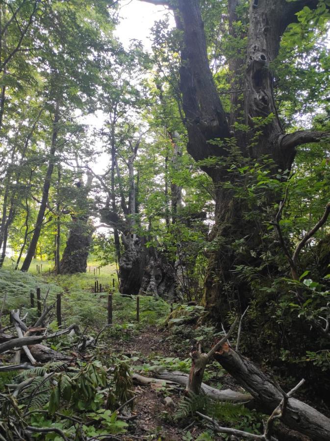 Agriturismo Difesa Del Monte グリゾリーア エクステリア 写真